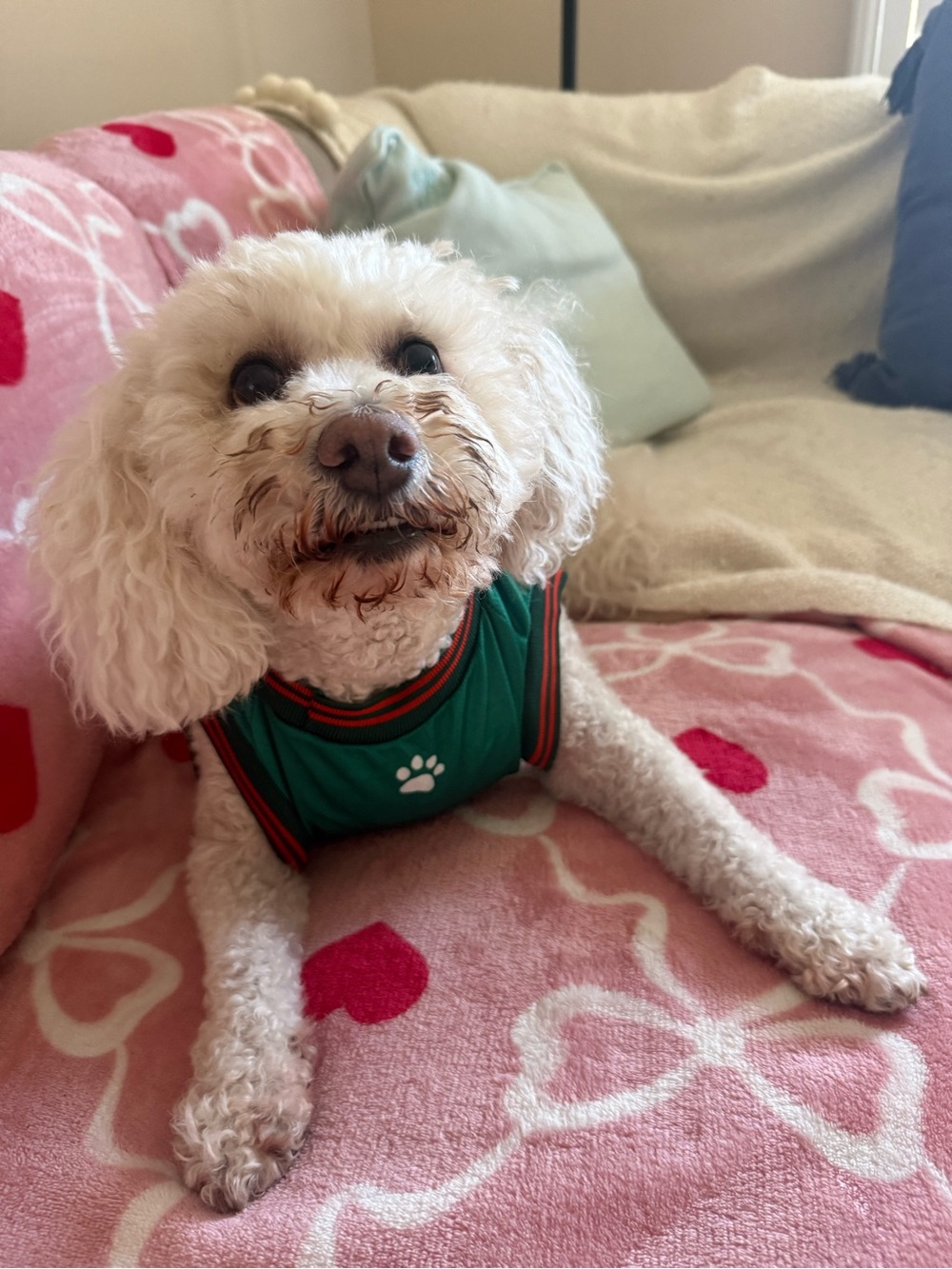 Mexico soccer jersey for 30 lb Dog